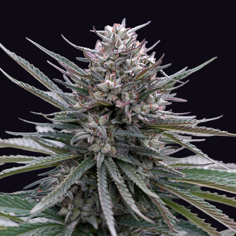 Blubonik-Auto-Genehtik