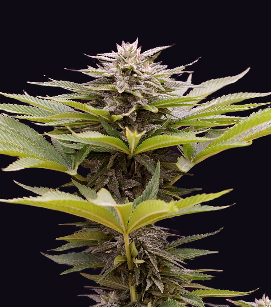 Karamelua-Bilbo-genehtik